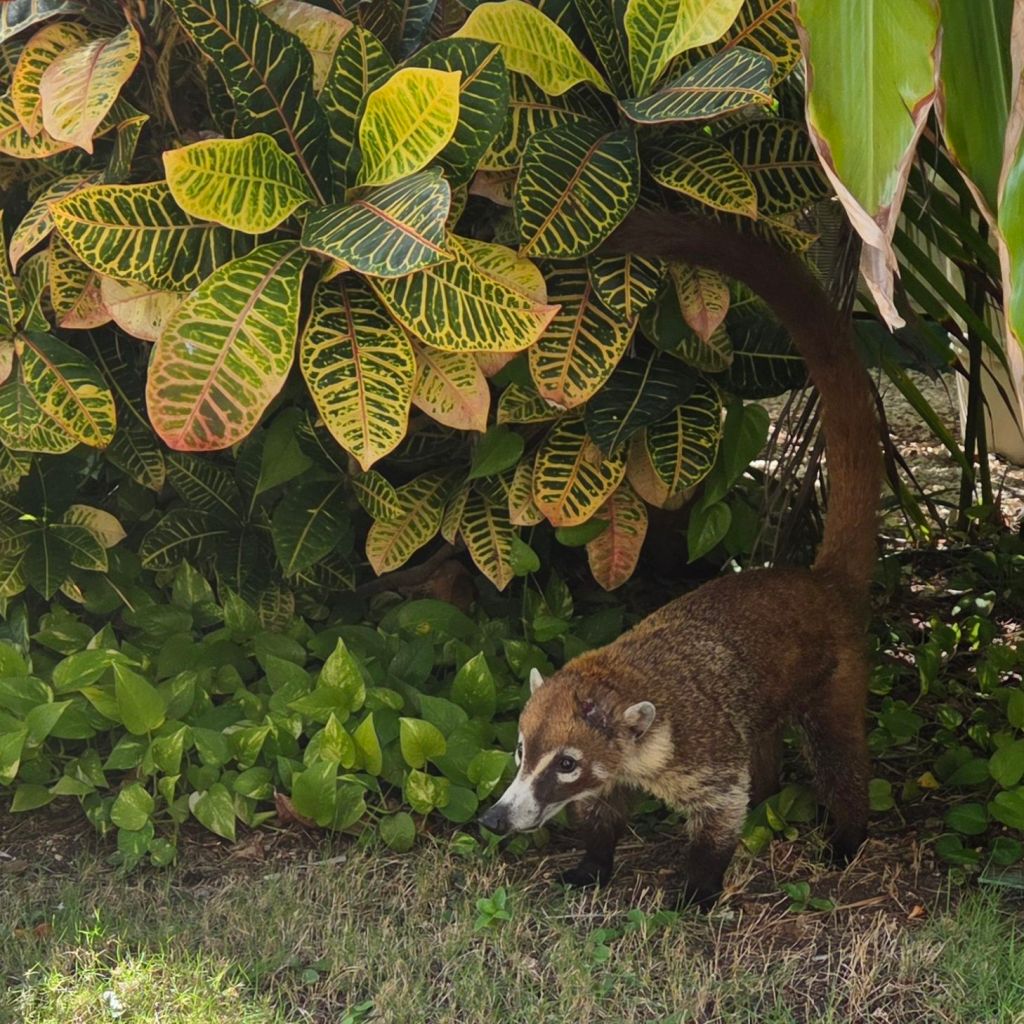 Wildlife found at Desire