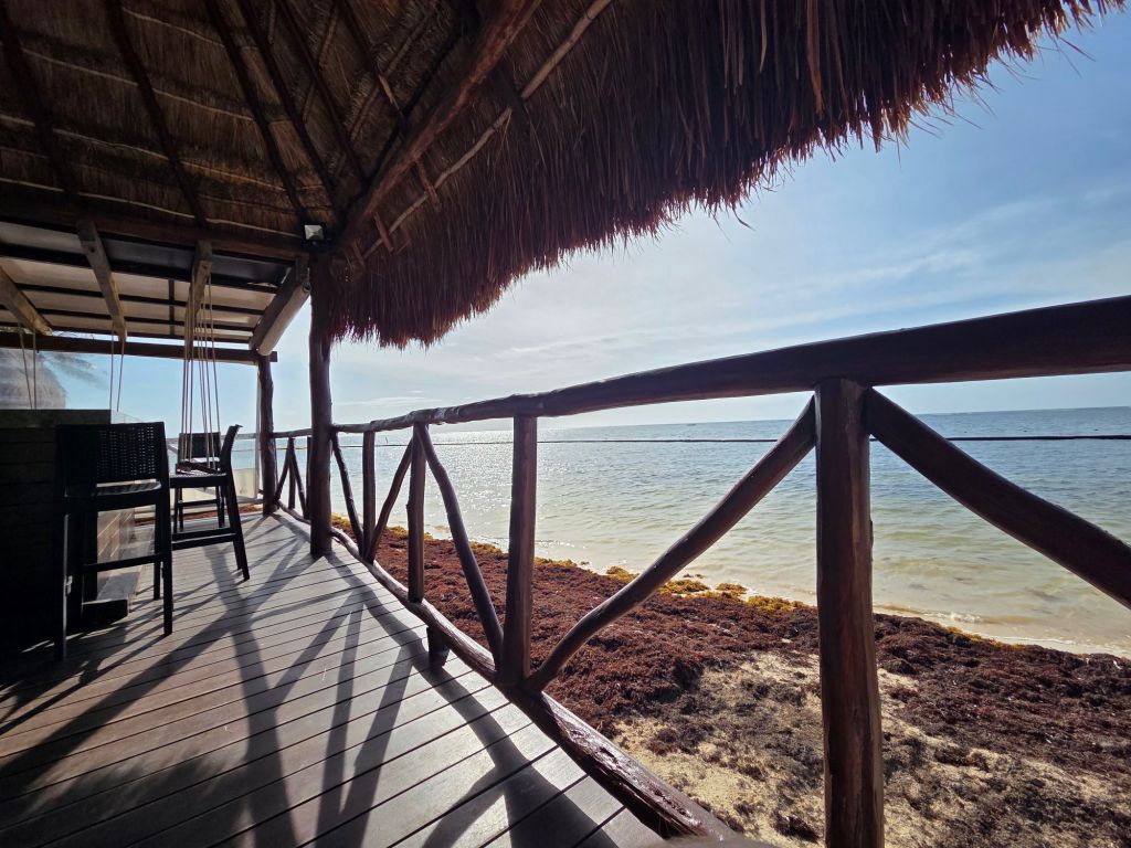 Sargassum on the shore